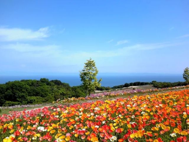 近くには「あわじ花さじき」があります！インスタ映えにぴったり♪