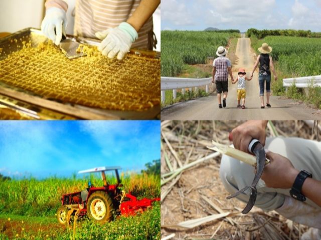 この時期限定の珍しいお仕事♪沖縄感・・・満載です！！！