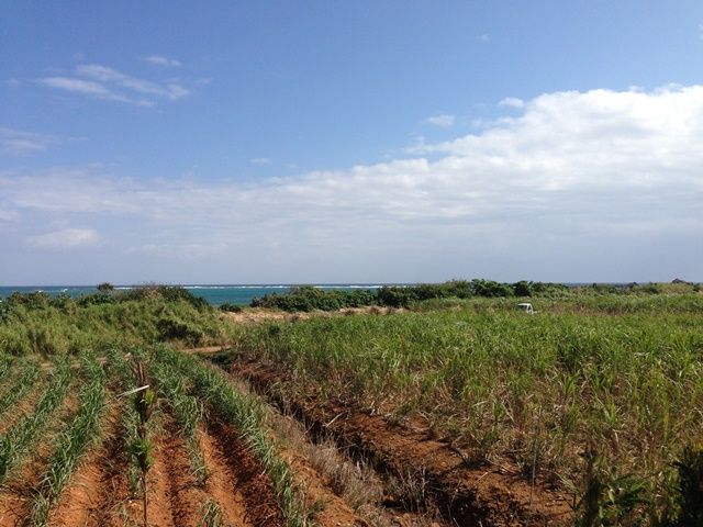 さとうきび畑×エメラルドブルー・・・圧巻です！絶景です！！