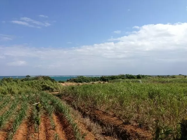 さとうきび畑×エメラルドブルー・・・圧巻です!絶景です!!