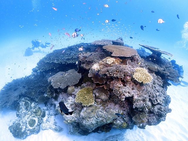 温暖なので冬でも楽しめるダイビング★スポットが豊富なのでぜひ味わってほしいアクティビティ！