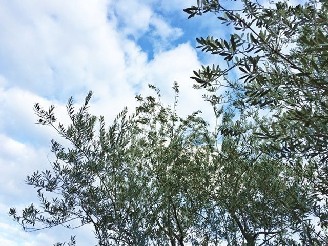 海と山が近く、移住者が増えています。鳥のさえずりで起き、虫の音で眠る。住むほどに魅力的。