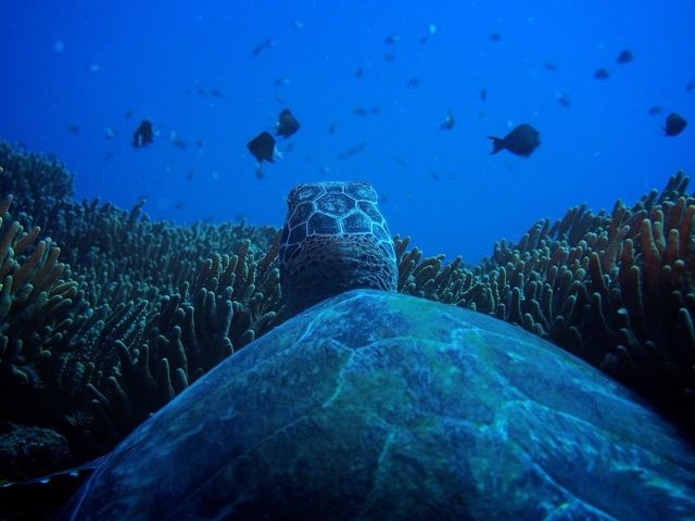 八重山諸島はたくさん潜るスポットがあります！！必見です♪