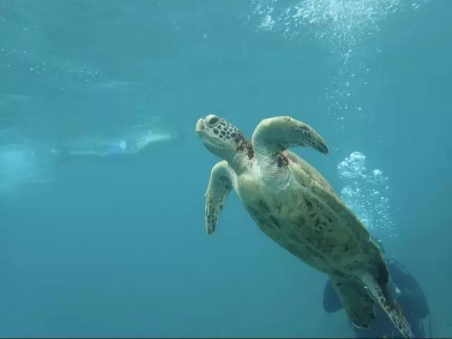 ウミガメの産卵地でも有名な屋久島☆ダイビングするとウミガメに会えるかも！！