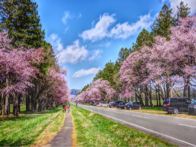 日本の道100選にも選ばれた桜で有名な二十間道路のある町です(´^ω^｀)