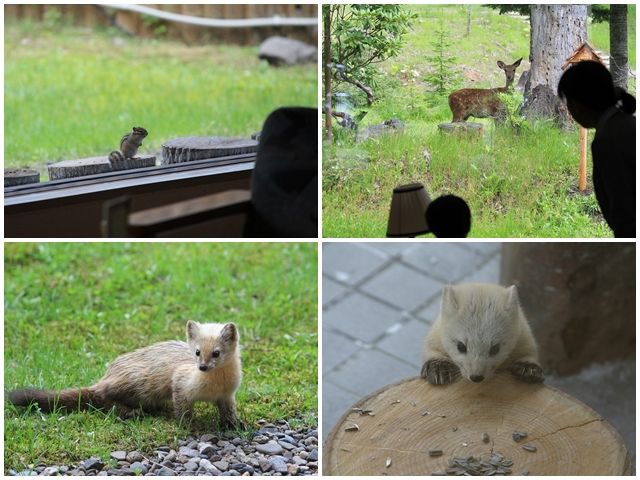 野生動物に会えるかもっ！！