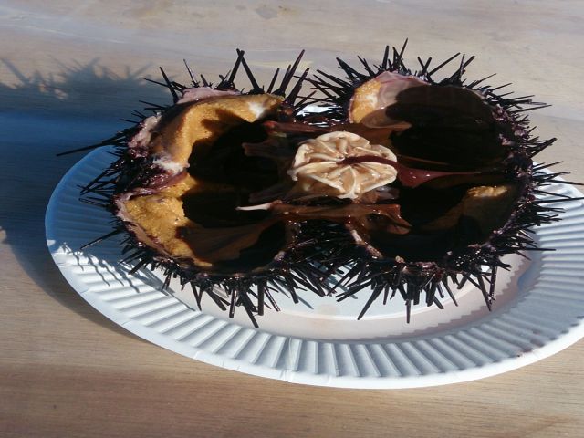 利尻といえば新鮮なうに！