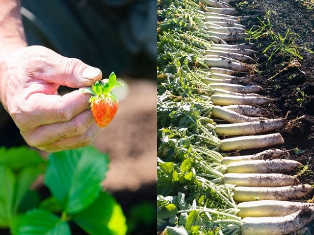 北海道の豊かな大地で働いてみませんか？