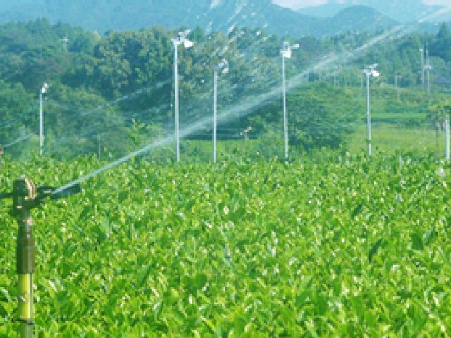 渡す限りの茶畑。志布志は全国でも有数のお茶の産地です。