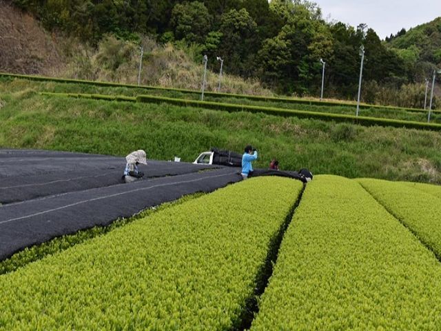 茶畑での作業風景です。