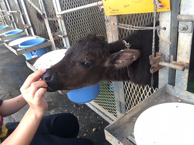 ≪レア職種≫動物好きは必見!!石垣島の大自然と動物に触れあえるお仕事です♪