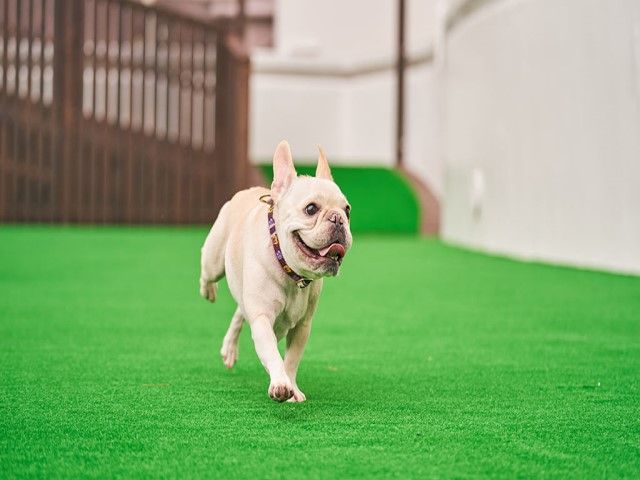 ワンちゃん♪