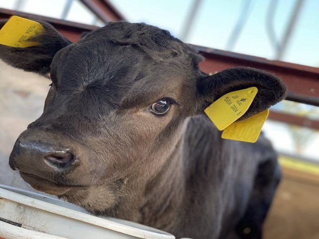 牛たちのお世話です！