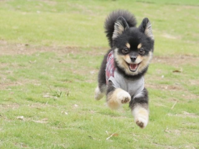 御宿にドックランも併設されてます☆