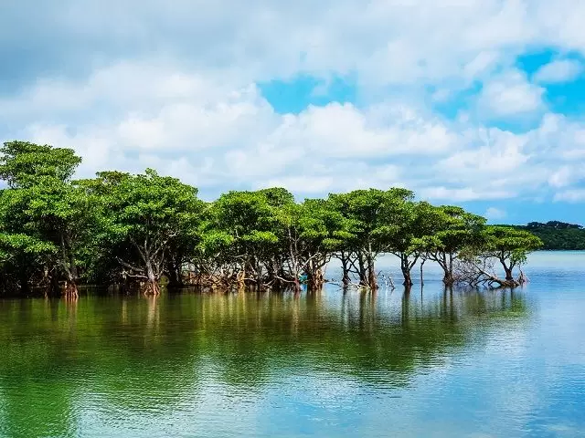 一度は行くべき!西表島!レアな体験が待っているかも♪