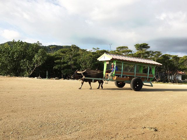 由布島へも水牛に乗ってすぐ☆休日は離島巡りも楽しめますよ♪