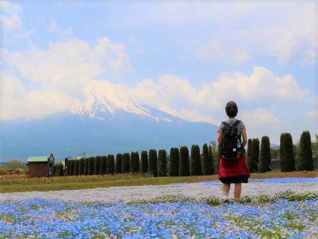 富士五湖周辺では時期によりいろんなお花＋富士山のコラボが楽しめるんです!!