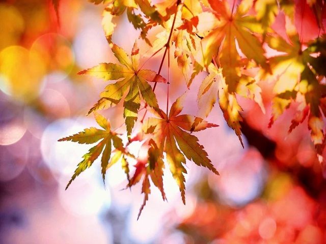 東京からのアクセスも抜群♪紅葉がキレイな名所がたくさんあります！！