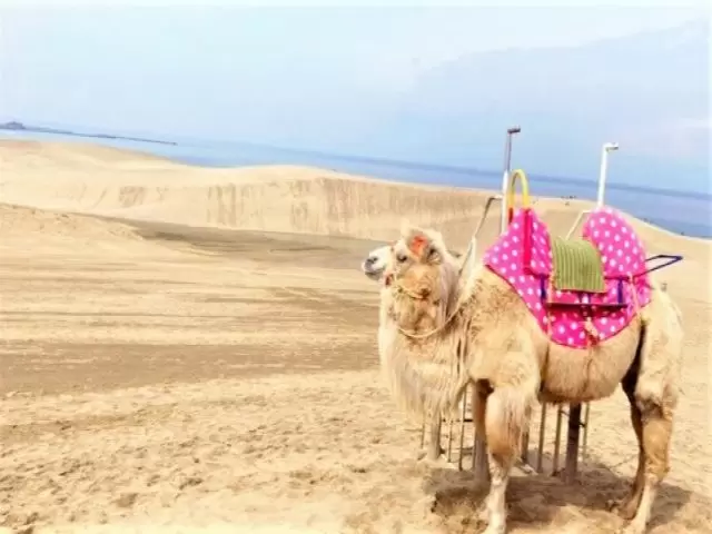 観光名所の鳥取砂丘へも是非行ってみてください！