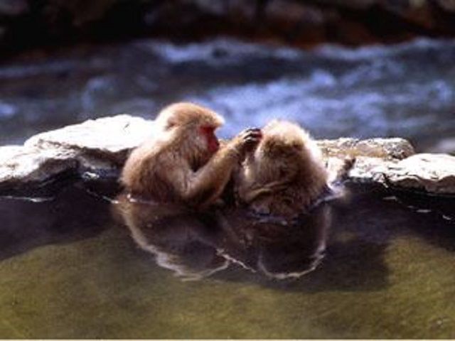 《観光スポット》
おサルさんがお風呂に入る地獄谷もすぐ近く☆★