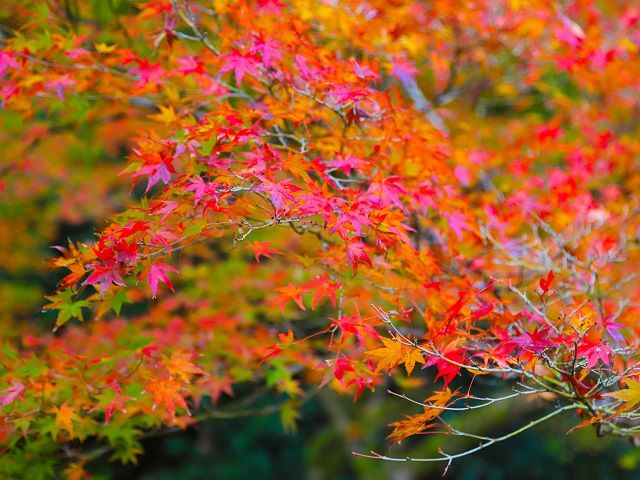秋、冬は紅葉も見ごろです☆