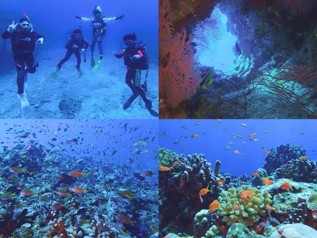 沖縄の海はまさに水族館★ダイビングは１年中楽しめるのでおススメです♪