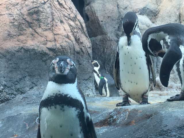休日は城崎マリンワールドでペンギン行進見て癒されて下さい。