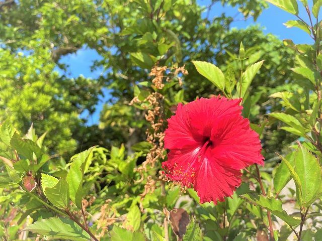 沖縄の冬の最低気温は15℃ほどで、パーカー程度で十分！寒さに耐えることなく常夏を楽しもう★