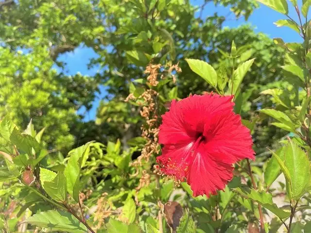 沖縄の冬の最低気温は15℃ほどで、パーカー程度で十分！寒さに耐えることなく常夏を楽しもう★