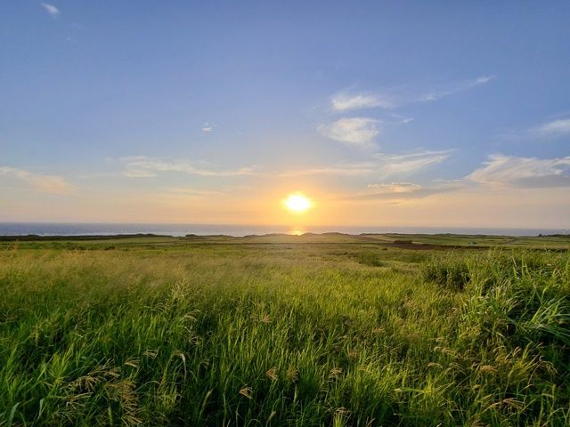 これぞさとうきび畑！！！素敵な景色が島一帯に広がっています！