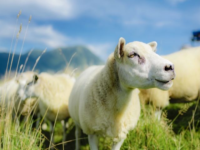 北海道NO.1テーマパークで可愛い動物のお世話！