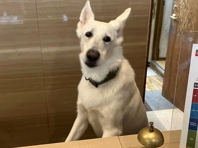 看板犬がお出迎え！ペットと泊まれる宿です