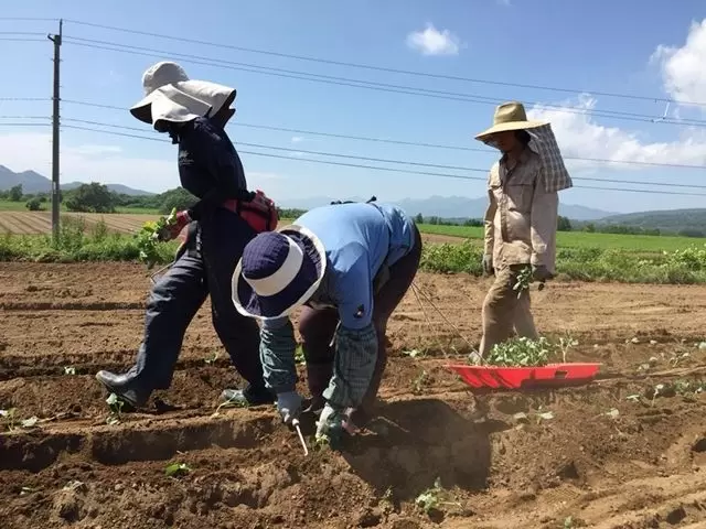 取った野菜は消費者へ提供されます！丁寧な作業が大事です☆