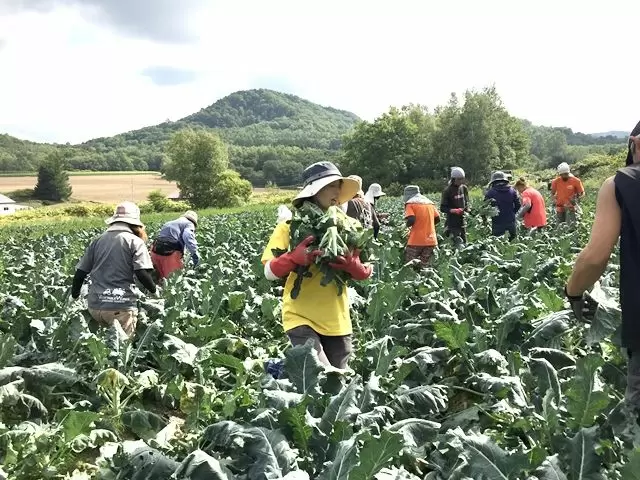 収穫風景です♪皆さんで協力して収穫しましょう！