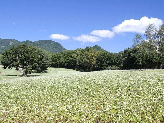 会津は蕎麦の産地！たかつえに広がる蕎麦畑です！