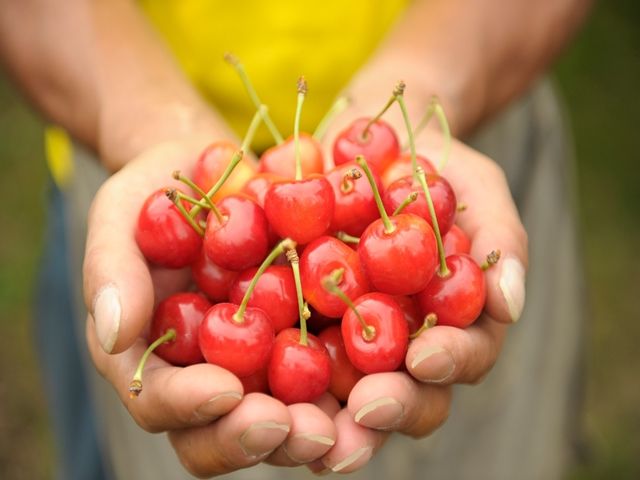 果樹園でのお仕事です！