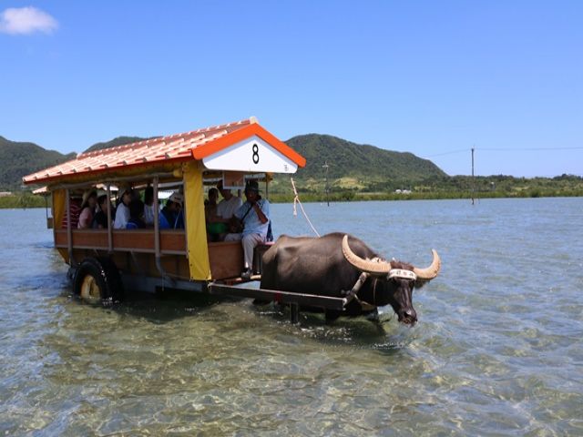 水牛で15分ほど海を渡れば「由布島」にも行けます！