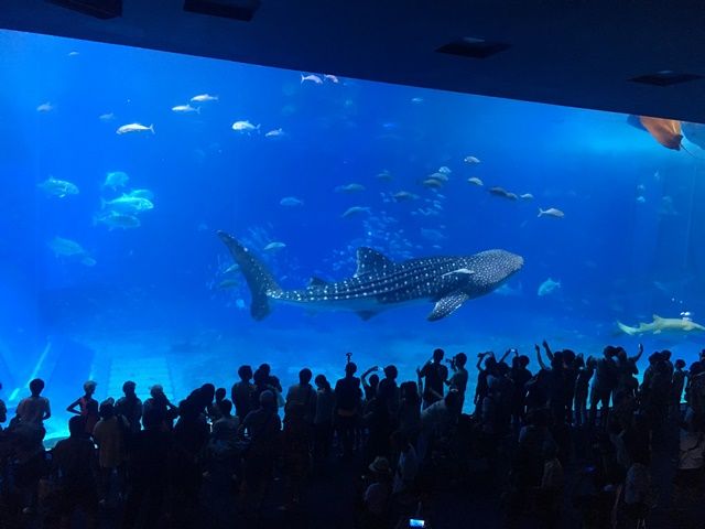 近隣の観光地③：美ら海水族館（写真は「黒潮の海」のジンベエザメ）