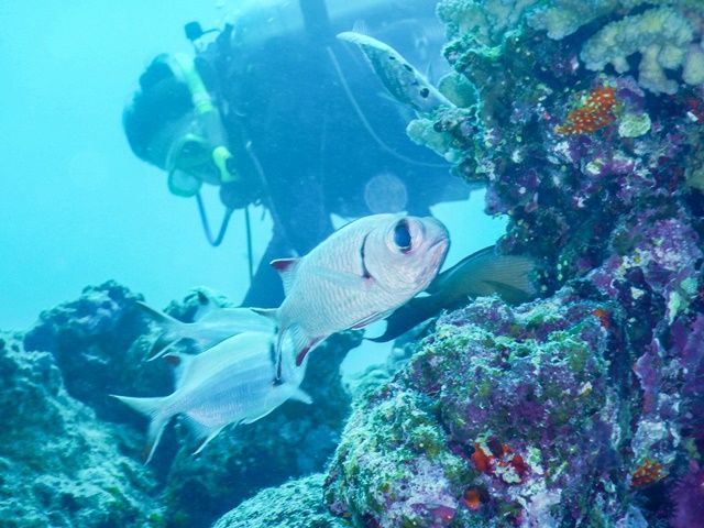 石垣島といったらダイビング★ここでしか見れない景色を見に行きませんか？