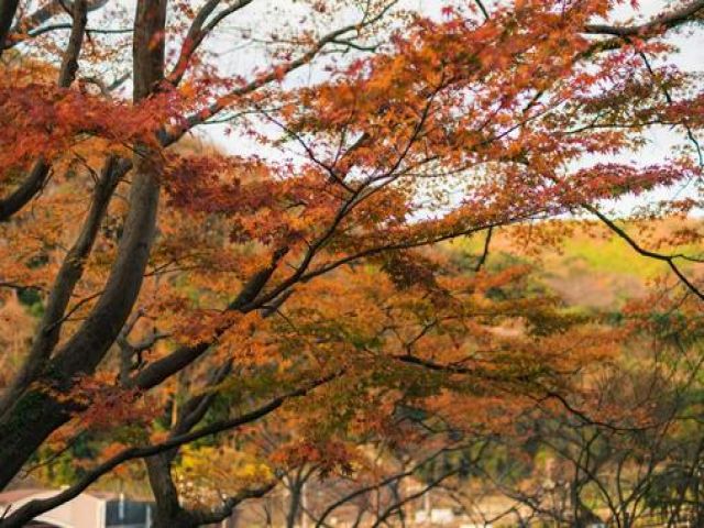 箱根の四季はとても美しいです！！