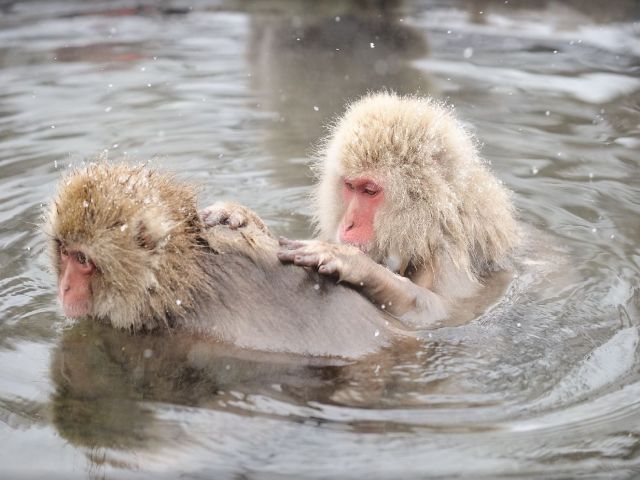 温泉に浸かるお猿さんはこれからの寒い季節に見られるかも！