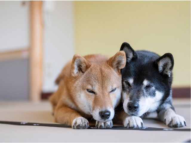 お客様が連れてこられる可愛い犬がたくさんいます！
レアな職場で働いてみませんか？