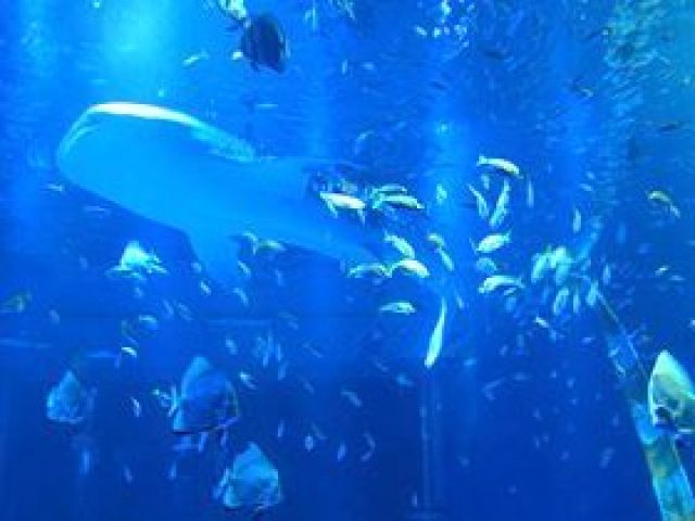 橋を渡って能登島へ!!「のとじま水族館」で日本海をのぞいてみよう!!