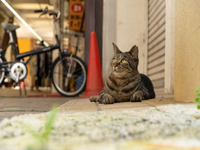 近くに商店街を散歩したら発見できるかも？！
