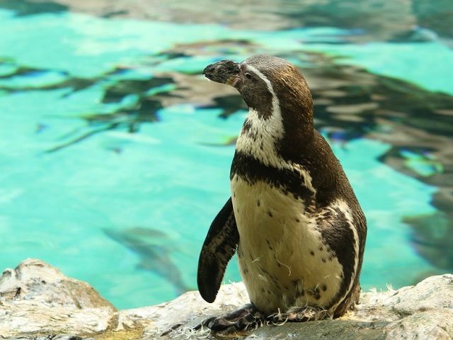 敷地内の水族館にはかわいいペンギンやアザラシがいます♪