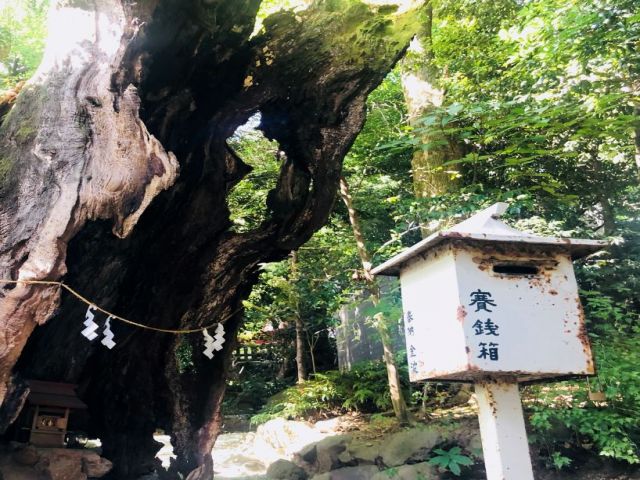 来宮迄行けばパワースポット有ります。