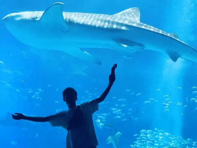 かの有名な美ら海水族館や、本島の中でも透明度の高いビーチなど、観光を楽しめるエリアです！