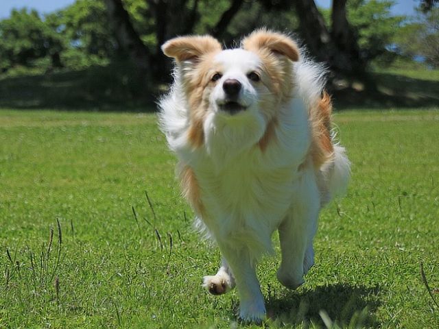 色々な犬が大集合しています！
ユニークで楽しい職場です♪