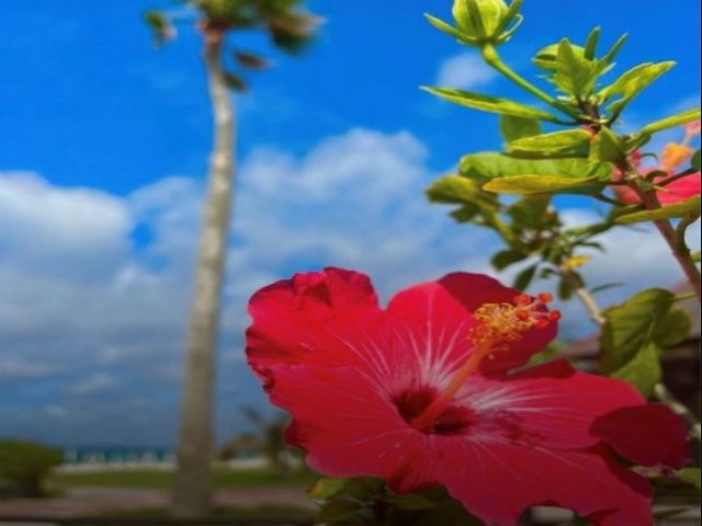 ハワイにルーツを置く
ラグジュアリーホテルでのお仕事です