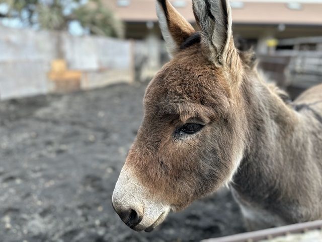 大人気の離島のお仕事が出ました～♪島内の無料の動物園には可愛い動物がたくさん♪